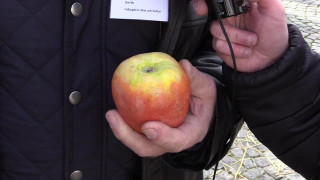 Nytt äpple, symbolen för konstnatten