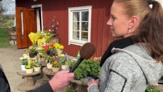 17. Johanssons lamm & ull´s gårdsbutik och Sandras blomsterfröjd